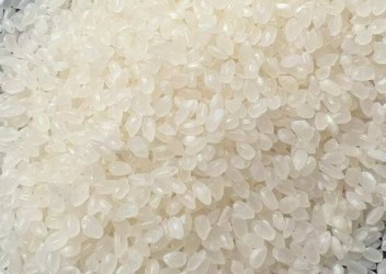 珍珠米颗粒饱满