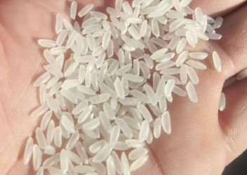 长粒香大米，不含运费，不含包装出厂价