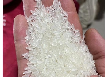 2025 年新米上市